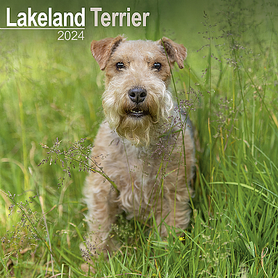 Lakeland Terrier Calendar 2024 (Square)